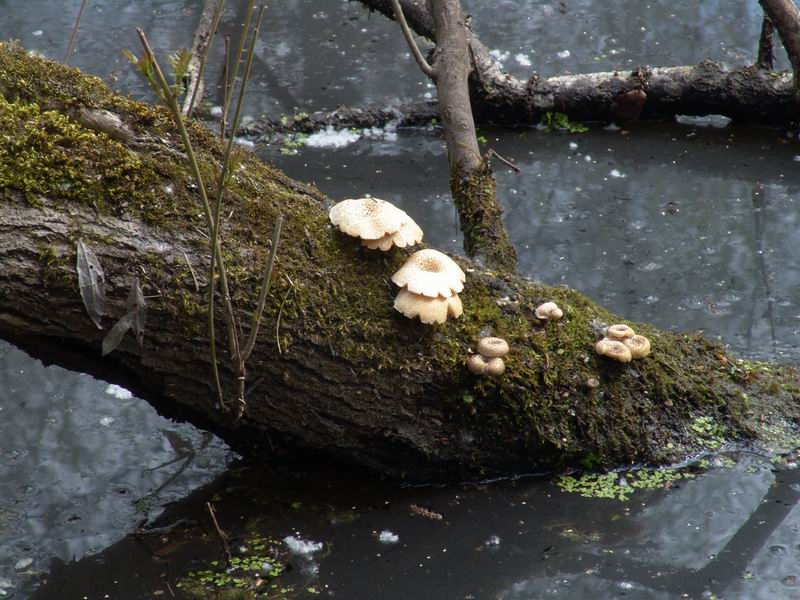 Mycoflora  toscana - Che grande soddisfazione....